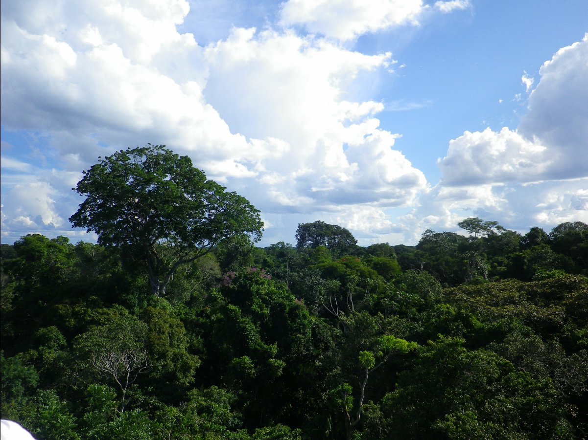 Canopy Tower09